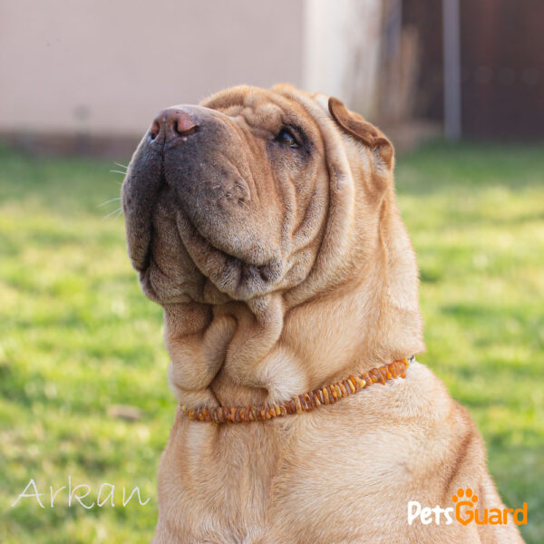 Borostyánkő kullancs nyakörvet viselő shar pei kutya képe.